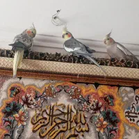عروس هلندی