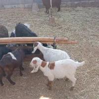 بز بزغاله|حیوانات مزرعه|جعفرآباد, |دیوار