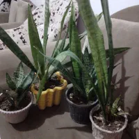 ۴عددگل شاداب|گل و گیاه طبیعی|لنگرود, |دیوار