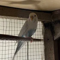 مرغ عشق|پرنده|سمنان, |دیوار