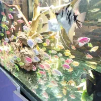 ماهی و آکواریوم|ماهی|قم, حنیف نژاد|دیوار