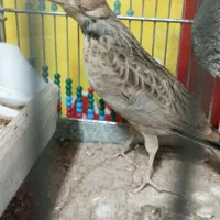 جوجه سهره|پرنده|تهران, آسمان|دیوار