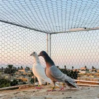 کبوتر پلاکی شهری طاووسی سبز پیازی زرد|پرنده|شیراز, میانرود|دیوار