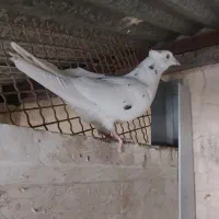 کبوتر سینه|پرنده|شیراز, تاچارا|دیوار