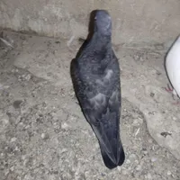کفتر کبوتر جوجه کاکلی سرور و سینماش|پرنده|قم, هفت تیر|دیوار