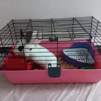 دو خرگوش ناز با قفس و لوازم