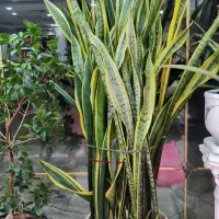 گل سانسوریا بفروش میرسد