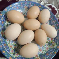 تخم مرغ و اوردک