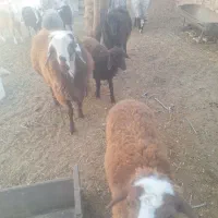 فروش بره نر وماده