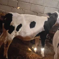 گوساله سیمینتال درجه یک ماده