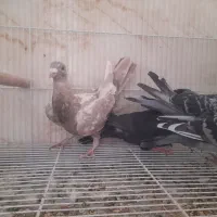 ۴عدد کفتر پلاکی ۳۰۰