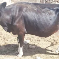 گاو زاییده فروشی