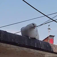 کبوتر خوشگل پرشی نشاندار جفتی