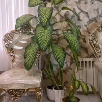 گل های آپارتمانی