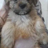 واگزاری شیتزو تریر