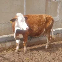 گاو|حیوانات مزرعه|ماهیدشت, |دیوار