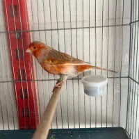 نر مست بخون