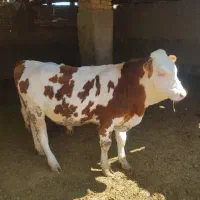 خرید و فروش گوساله سیمینتال
