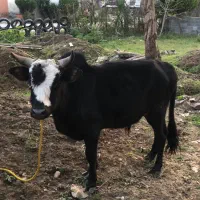 ورزا سیاه بره|حیوانات مزرعه|چالوس, |دیوار