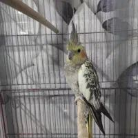 سلام عروس هلندی سالم و آواز خون با همرا بچه|پرنده|قم, کیوانفر|دیوار