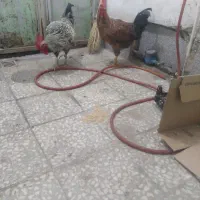 ۲عدد خروس چاق|حیوانات مزرعه|قم, نیروگاه|دیوار