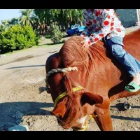 اسب مادیان|اسب و تجهیزات اسبسواری|قلعه گنج, |دیوار