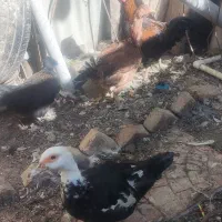 لاری.اوردک شوروی .خروس ابریشمی .قو غاز|حیوانات مزرعه|ارومیه, |دیوار