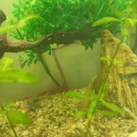 فروش آکواریوم شیشه خم|ماهی|اشنویه, |دیوار