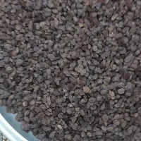 کشمش آفتابی تاکستان|خوردنی و آشامیدنی|تهران, فلاح|دیوار