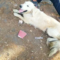 سگ ماده ، گم،شده|سگ|اشتهارد, |دیوار