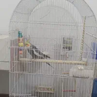 یک جفت عروس هلندی با5تخم