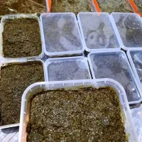 سبزی قورمه سرخ شده خانگی با عطر بی نظیرکیلو350محرم