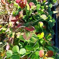 سینی نشا کاماروس20هزار