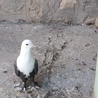 کفتر|پرنده|بیرجند, |دیوار