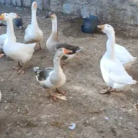 غاز قوغاز اوکراینی و لیندا اصیل .