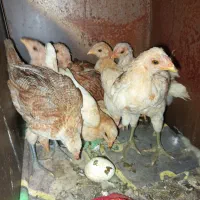 تیش محلی اصل . (معاوزه با بوقلمون هم دارم)