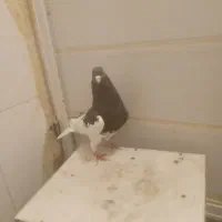 چپ قهوای شقه