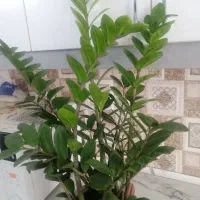 گلهای خانگی زامفلیا...