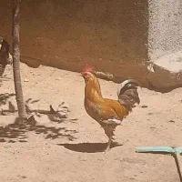 خروس دورگه محلی لاری