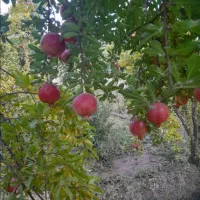 انار درجه یک|عمدهفروشی|کوهدشت, |دیوار