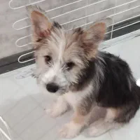 واگذاری رایگان میکس شیتزو|سگ|صدرا-فارس, فاز ۱|دیوار