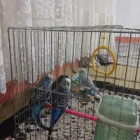 مرغ عشق|پرنده|میاندوآب, |دیوار