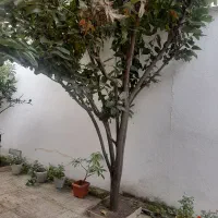 درخت خرمالو|گل و گیاه طبیعی|رشت, پاستوریزه|دیوار