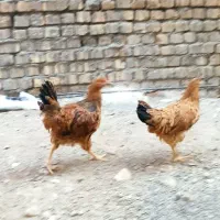 خروس سفید درجه یک|حیوانات مزرعه|قم, چهل درخت‎|دیوار