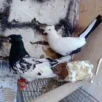 کبوتر نقش