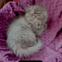 پرشین ماده بلو