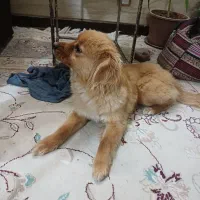 پاپی|سگ|اصفهان, اشکاوند|دیوار