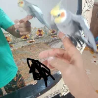 عروس دستی نر معاوضه با نر وحشی برای جفت|پرنده|شریفآباد, |دیوار