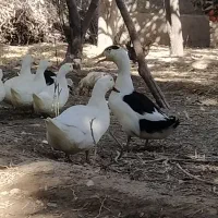 اردک بومی|حیوانات مزرعه|مبارکه, |دیوار