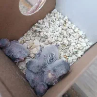 دو جفت جوجه انگلیسی گرید بالا آماده دستی شدن|پرنده|خواف, |دیوار